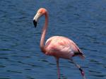 Flamant rose